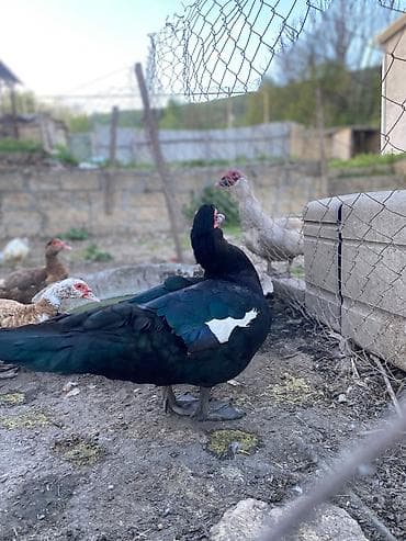 col heyvanları haqqında məlumat: Təmiz qan zümrüd erkək 1 illikdi aktiv heyvandı — 4