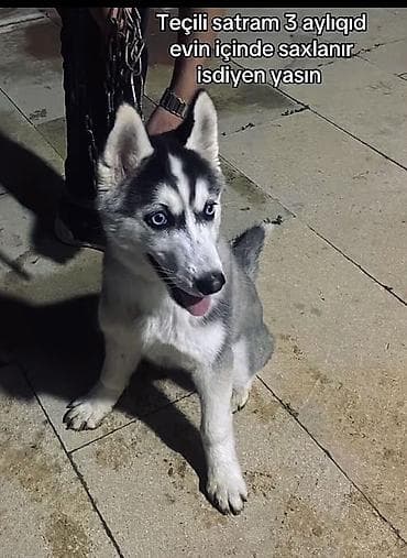 Xaski, 3 ay, Dişi lalafo.az -da Xaski, 3 ay, Dişi