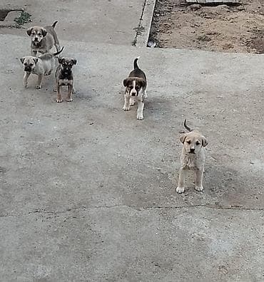 kanqal balaları: Kanqal, 2 ay, Dişi, Peyvəndli, Ünvandan götürmə — 2