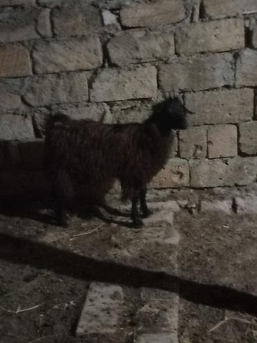 keci: Məhsul: 2 baş qara rəngli keçi 1 erkəy 1dişi 20 22 kilo diri — 6