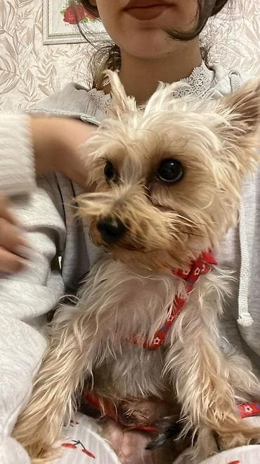 it xaltası: It 9 ayliqdi üstünde 2 paltar yemey ve su qabisi xaltası verilir — 2