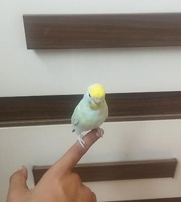 tutuquşu danışan: Məhsul: Dalmatian rəngli dalğalı papuqay (bajırıq) Təsvir: - Növ — 2