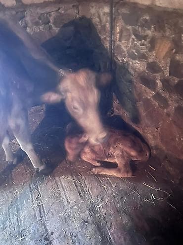 keci satisi: Satılir inek balasi ile birlikde real alicilar zeng etsin - Cins — 4