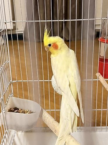 Məhsul: Sarı rəngli nimfa (cockatiel) tutuquşu Təsvir: - Gözoxşayan lalafo.az -da Məhsul: Sarı rəngli nimfa (cockatiel) tutuquşu Təsvir: - Gözoxşayan