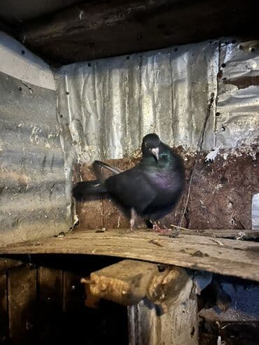 cütleşdirme: Məhsul: Göyərçinlər (şəkillərdəki quşlar) Təsvir: - Rənglər: qara — 3