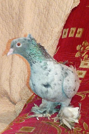 itin balasi: Bir eded iri lelekli kekilli ebres maya satilir tecili qiymeti — 5