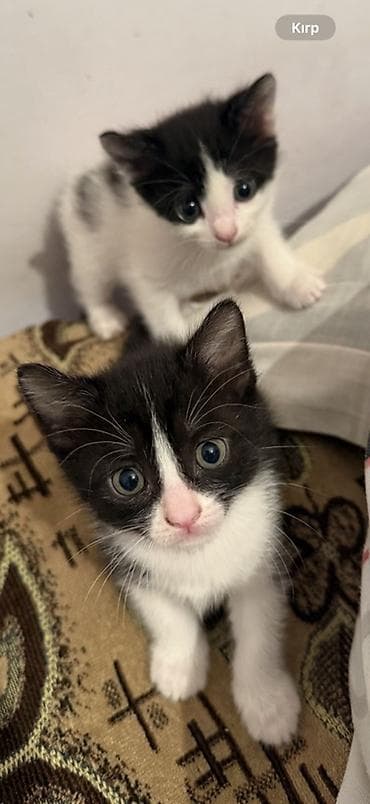 Erkək, Dişi, Yaxşı əllərə