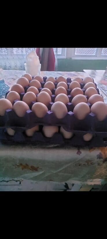 пудель карликовый цена: Курица, Australop, Для разведения, Самовывоз — 7