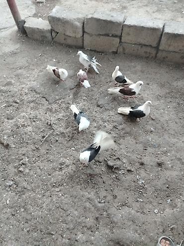 qus iran: Quslar satilir cemi8denedir 5goy cep 3qirmizi cep160 son qiymet — 1