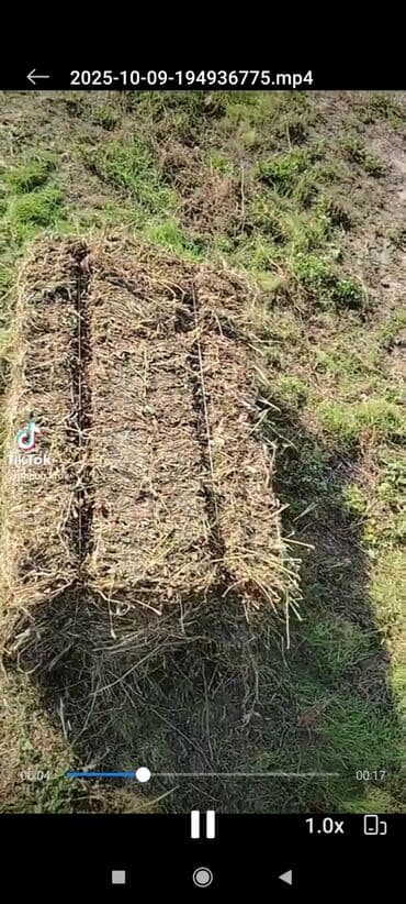 en yaxsi bugda sortu: Sırf yoncadir tər-təmiz istəyən olsa əlaqə yarada billər nömrə qeyd — 3