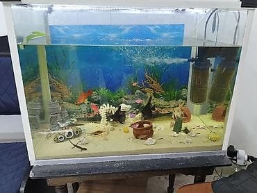 akvarium satılır: Akvarium icindekiler ile birlikde satilir. Qiymet sondu. Su — 1