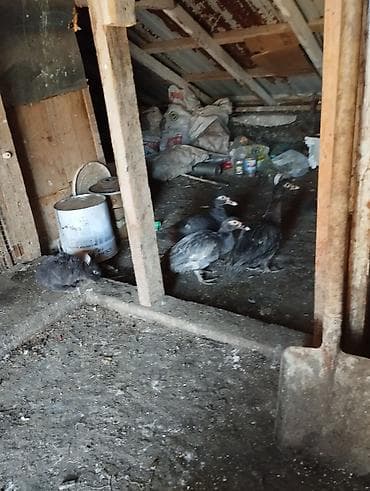 Balıqlar: 1ədədi20manat alana endirmolacaq — 4