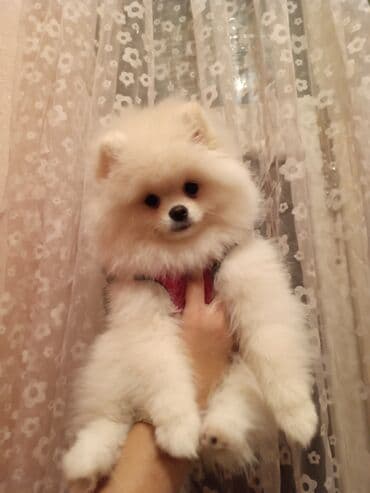 Gəmiricilər: Şpitz, 3 ay, Peyvəndli — 2