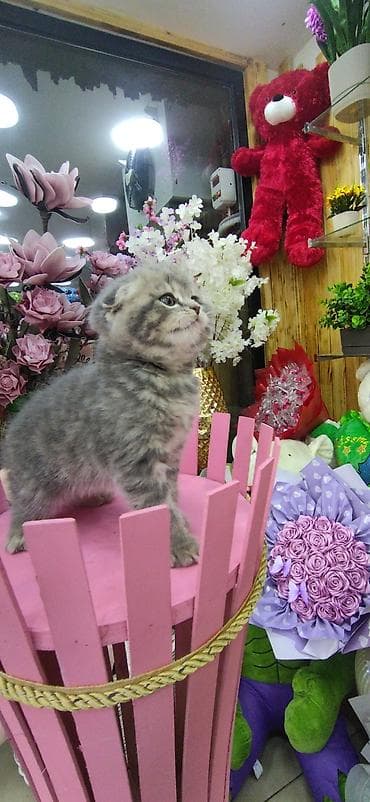 yem qabı: Şotland — 1