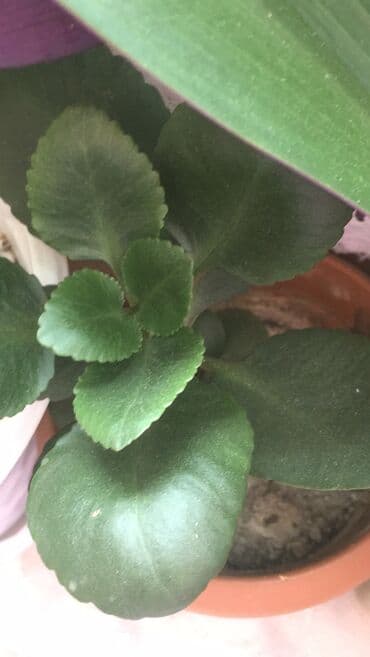 gül toxum satışı: Otaq bitkiləri — 3