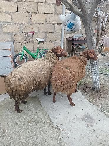 heyvan bazari keci: 2 baş qoçdu damazlıq və ətlik . Qızıl qulaq qoçlardı qiymət 2 sinə — 2