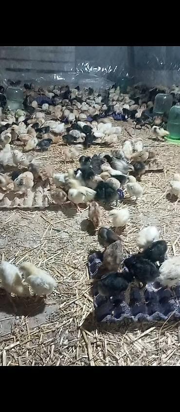 cücə alıram: Toyuq cücələri, Damazlıq — 7