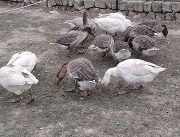 simmental cinsi: Qaz sürüsü – kənd təsərrüfatı üçün - Şəkillərdə müxtəlif rənglərdə — 1