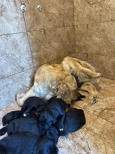 alman coban itləri: Labrador Retriver 50 gunluk balalar tam saglamdirlar qurd dermanlari — 2