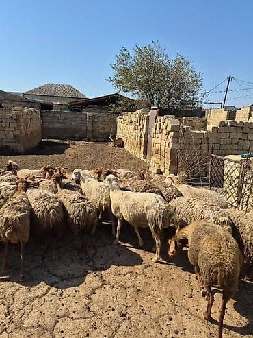 it bala: Satlıq qoyun sürüsü. Şəkillərdə bir neçə başdan ibarət sürü görünür — 4