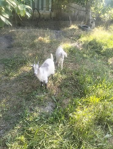 Ağ rəngli balaca keçilər - Növ: ev keçisi (cüt bala) - Rəng: açıq lalafo.az -da Ağ rəngli balaca keçilər - Növ: ev keçisi (cüt bala) - Rəng: açıq
