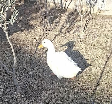 ordek satisi: Ağ rəngli ev ördəyi dekartiv sesdi balaca sort col bala satisi - Növ — 1