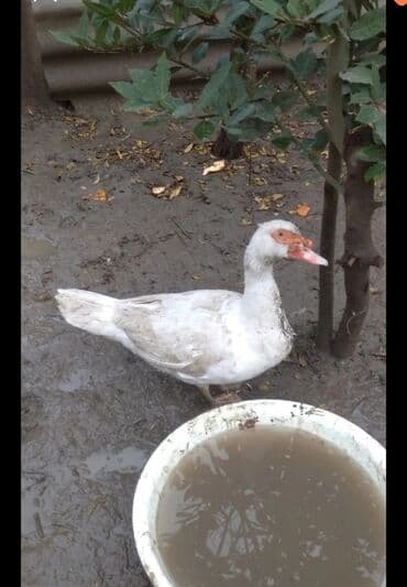 Opel: Самец, | Lal ordek, Для разведения, Самовывоз — 1