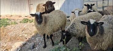 Inəklər, öküzlər: Salam Satır Ramanov qoyunları Boğaz. damazlığ 4 tişi 3 erkəydi — 4