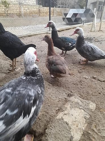 kayuqa ordek: Lal ördəklər satılır. Qiyməti razılaşma yolu ilə — 8