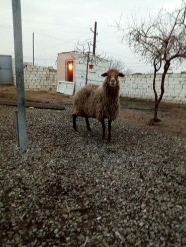 balasına sud verməyən qoyun nə adlanır: Məhsul: Qoyunlar - Növ: Yerli (ehtimalən qaragül/yağlı quyruq tipli) — 5