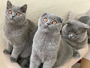 Digər heyvanlar: Şotland — 2