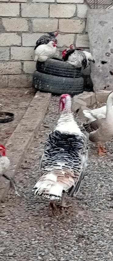 Məhsul: Ev quşları – hinduşka (hind quşu), 11 aylıqdı ili martın 5də lalafo.az -da Məhsul: Ev quşları – hinduşka (hind quşu), 11 aylıqdı ili martın 5də