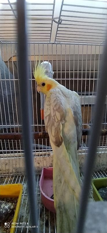 Quşlar: Salam. valnisti ve cex cexden donme cex vistivkanin qarisigi adi ile — 5