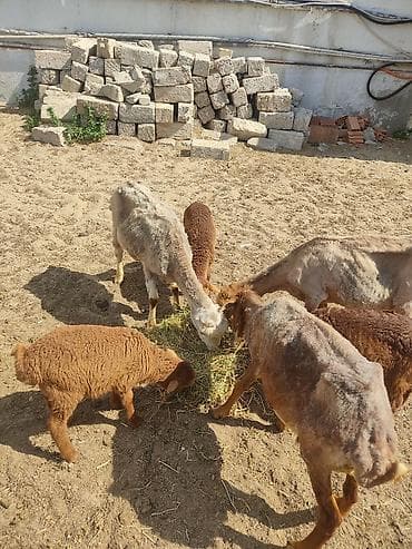 cucə satışı 2023: Ana bala qoyunllardi hazr yunllarda qirxildii diwleri agzndadi cavan — 8