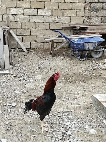 ataks toyuqları: Salam xoruz satılır təmiz qan türk cinsi heyratı xoruzu qiymət tekcə — 4