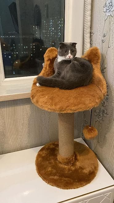 Digər heyvanlar: Britan — 6