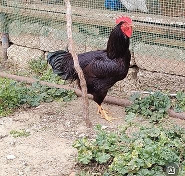 Pişiklər: Saf qanlı Rhode Island Red toyuqu Saf qan təmiz cins Red İsland — 3
