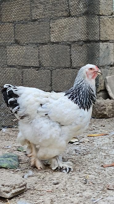 akvarium hava: Toyuq, Brama, Damazlıq — 6