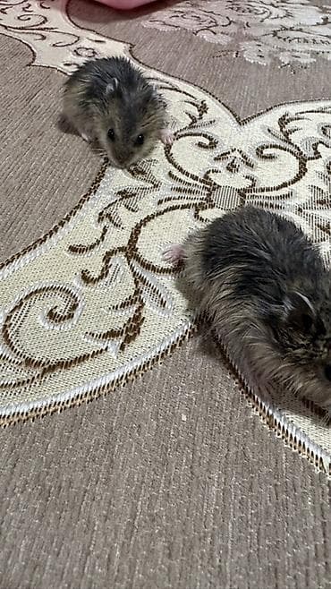 kirpi ne yeyir: Cırtdan hamsterlər – ev heyvanı Məhsul təsviri: - Kiçik ölçülü — 4