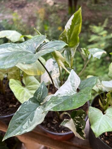 Her nov guler var endirimnen verecem Gencedi istiyen yazsin satiş