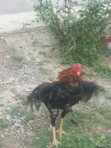 cins inekler: Toyuq, Ətlik — 2