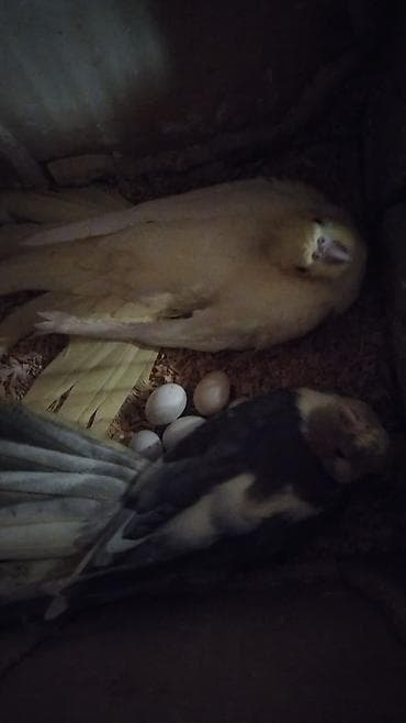 Nifa (Cockatiel) cütü – yumurtalı - Növ: Nimfa tutuquşusu lalafo.az -da Nifa (Cockatiel) cütü – yumurtalı - Növ: Nimfa tutuquşusu
