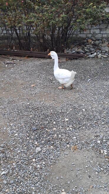 pulsuz heyvanlar verilir: Ağ qaz – ətlik və yumurtalıq üçün. - Rəng: tam ağ tüklü, narıncı — 1