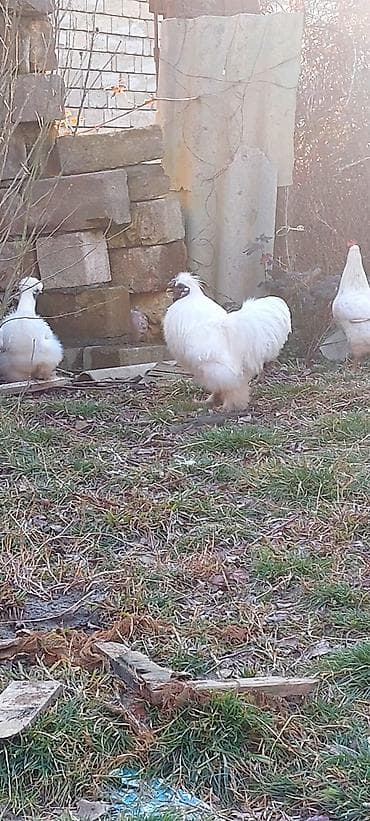 Akvariumlar: Pompom toyuqlarin mayali yumurtasi unvan lenkeran — 5