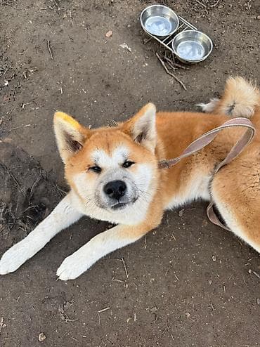 İtlər: Akita-inu, 7 ay, Erkek, Sənədli, Ünvandan götürmə — 3