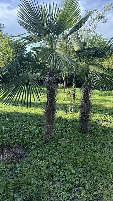 evkalipt ağacı: Trachycarpus fortunei (yelpik formalı yarpaqlı xurma palmaları) – — 5