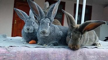 berde mal bazari: Flandr cinsli dovşanlar satılır. 2-3-4 aylıqlardı. Təmiz qandı. Ətlik — 10
