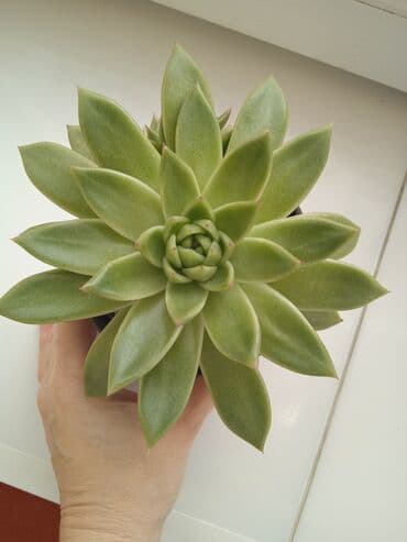Sukkulent (Echeveria tipli) dekorativ ev bitkisi - Qalın, ətli