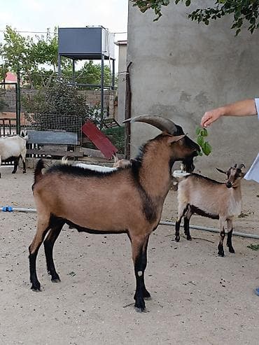 Saf qanlı, güclü nəsil verən erkək keçi (təkə) 1 yaş 6 aylıq . Əsil lalafo.az -da Saf qanlı, güclü nəsil verən erkək keçi (təkə) 1 yaş 6 aylıq . Əsil