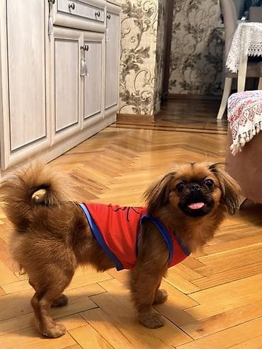 pekines: Pekines, 7 ay, Dişi — 1